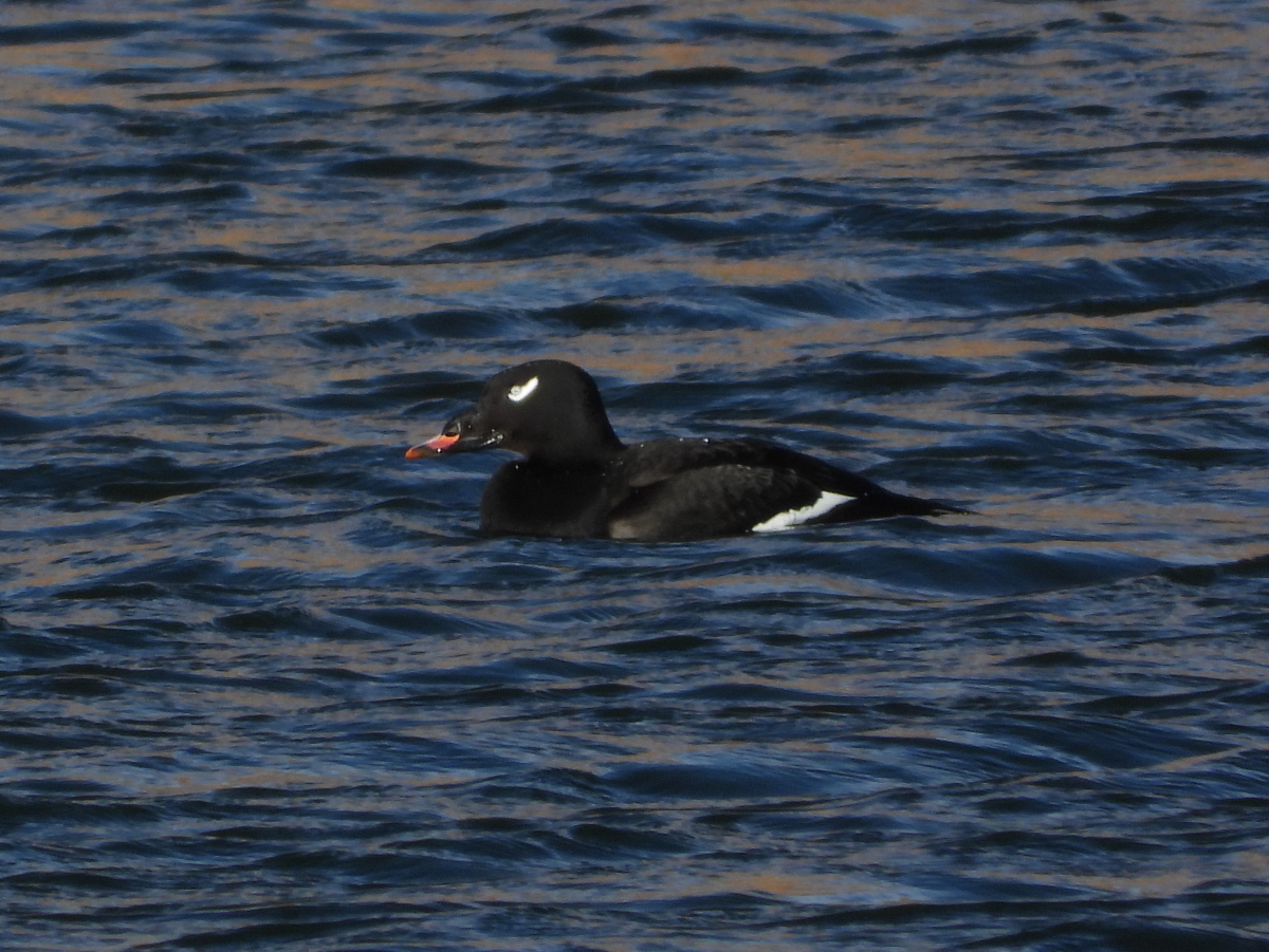 White-winged Scoter