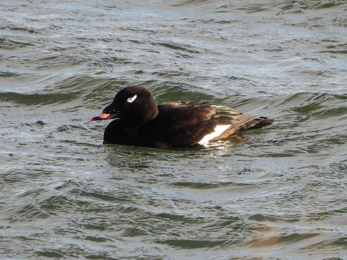 White-winged Scoter