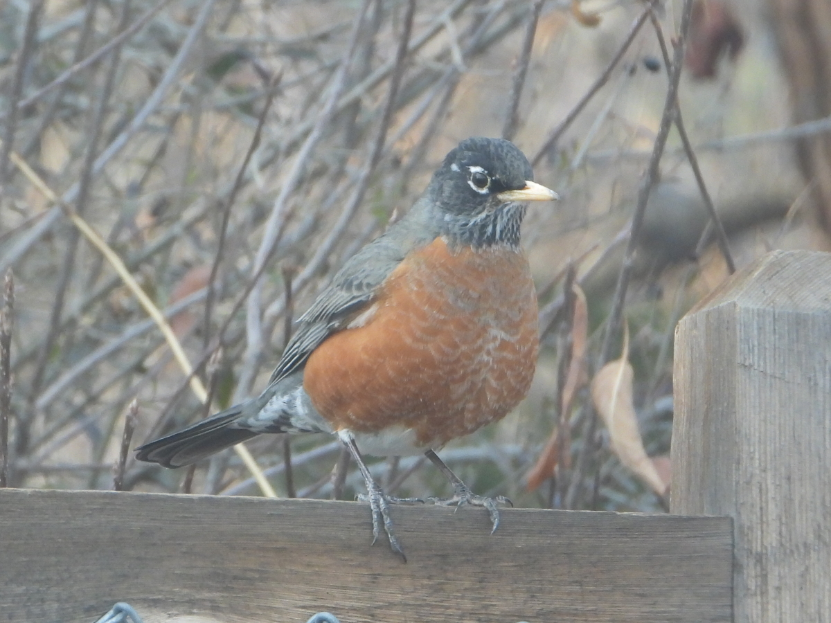 American Robin