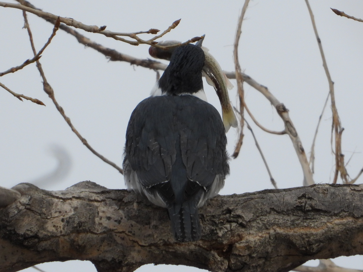 Belted Kingfisher with a Fish