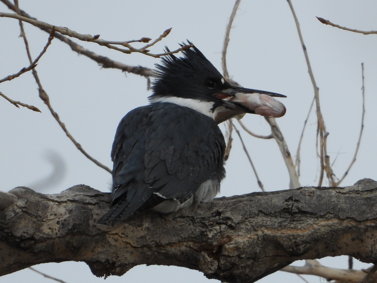 Belted Kingfisher with a Fish