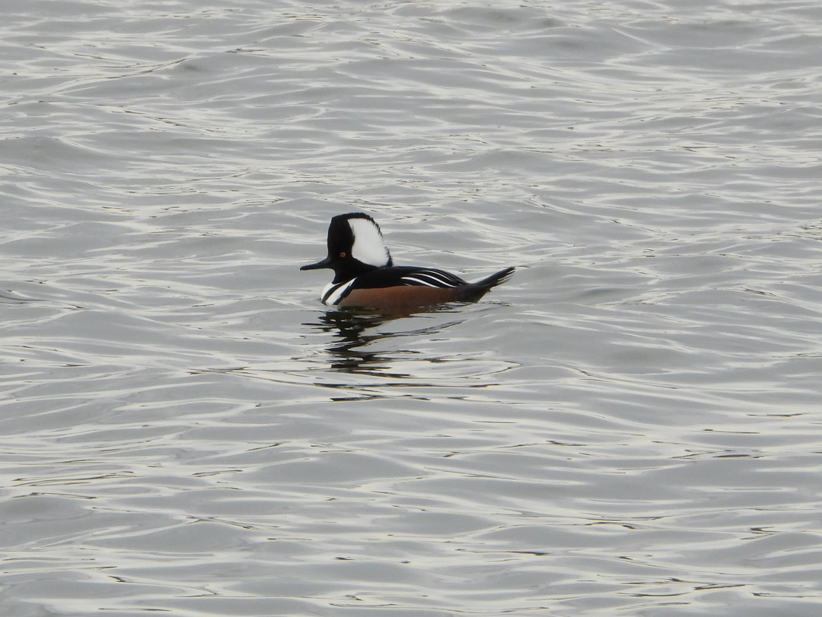 Hooded Merganser