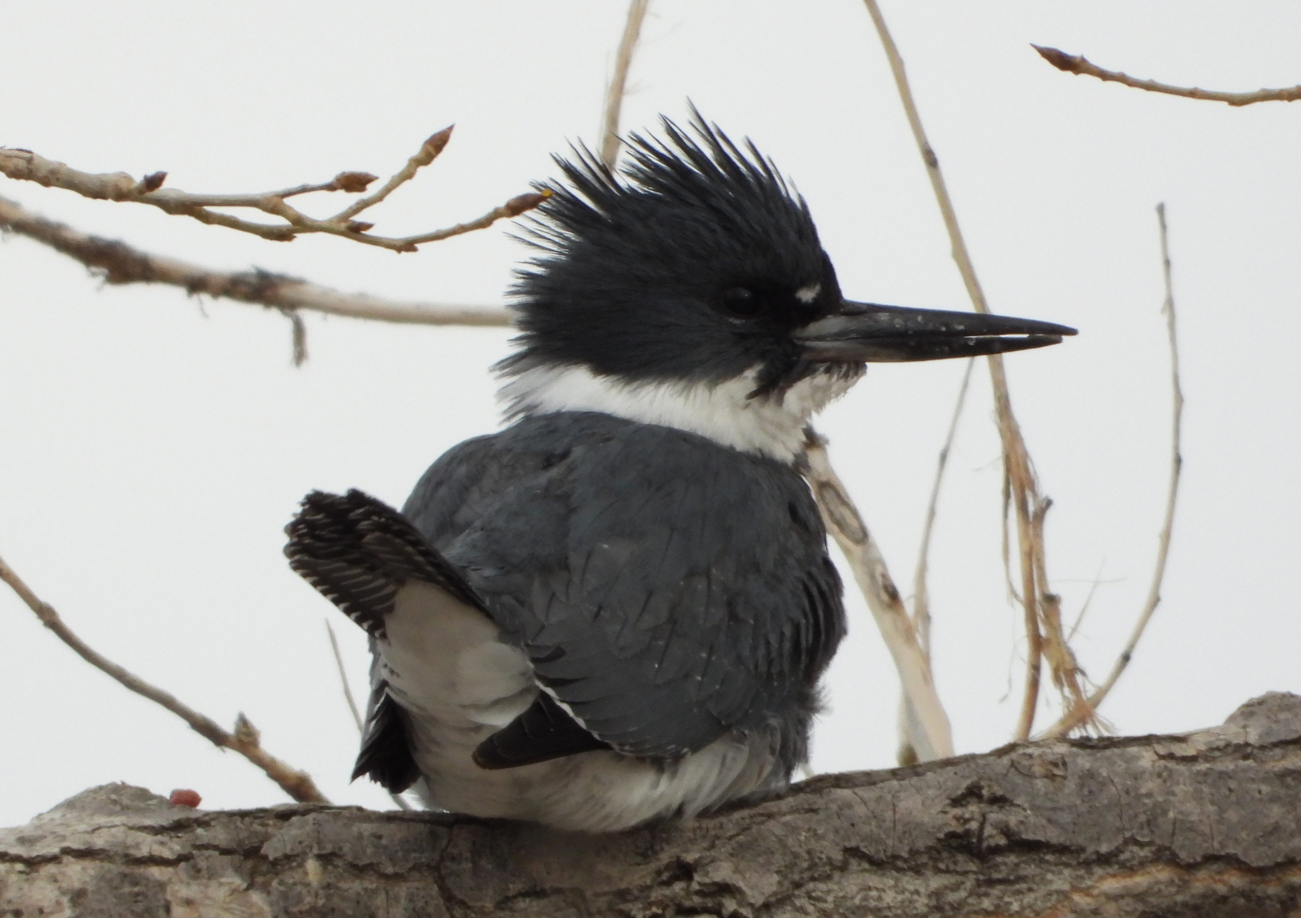 Belted Kingfisher with a Fish