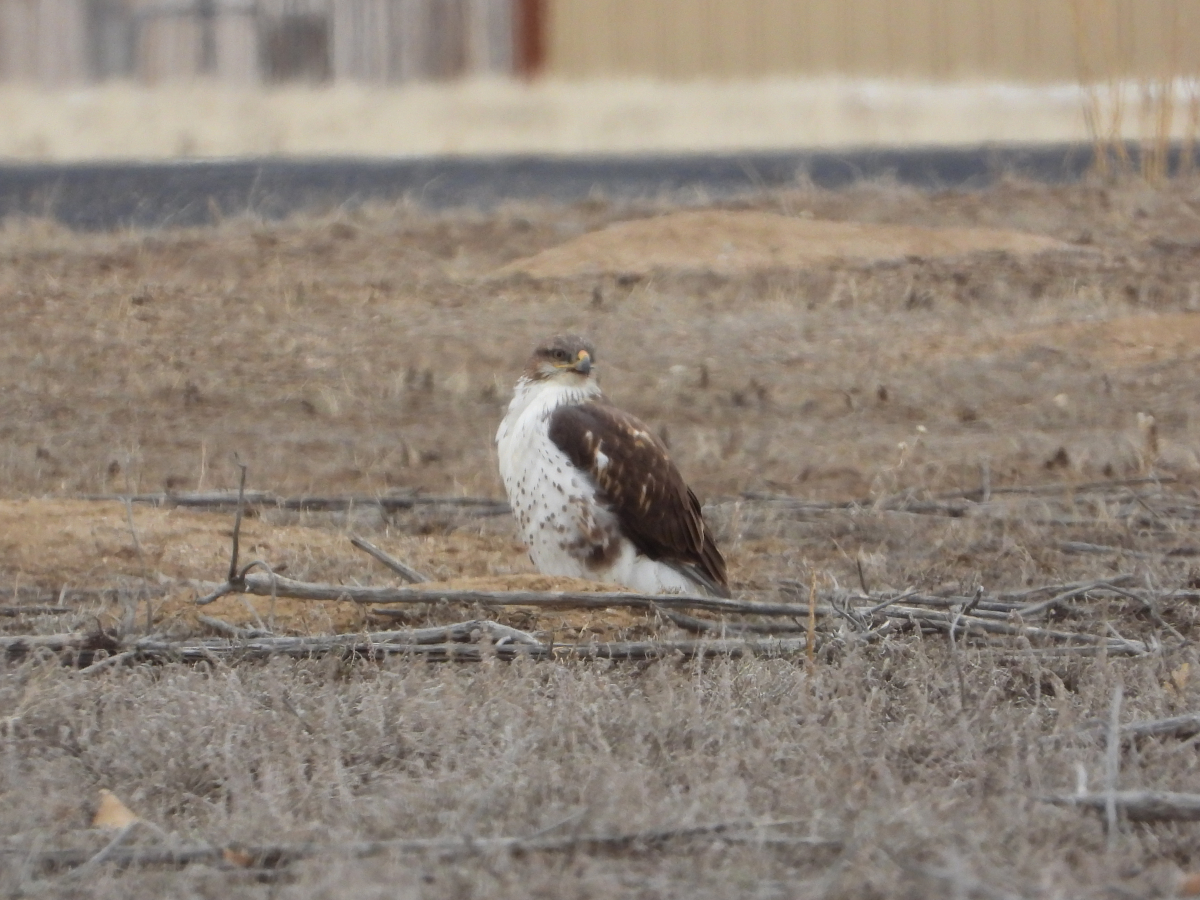 Ferruginous Hawk