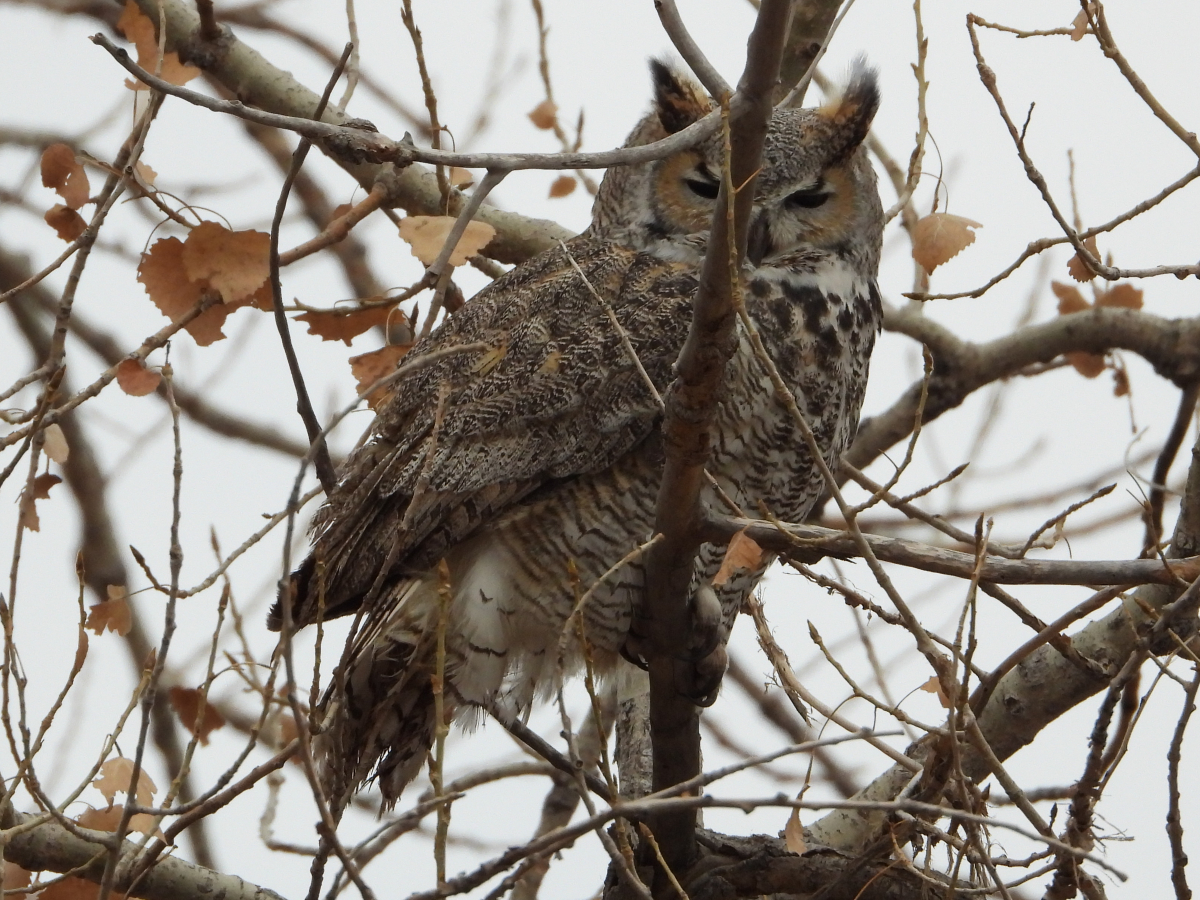 Great Horned Owl