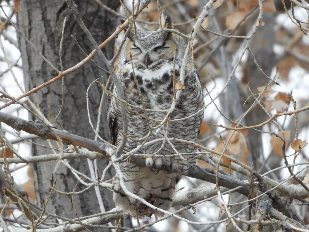 Great Horned Owl