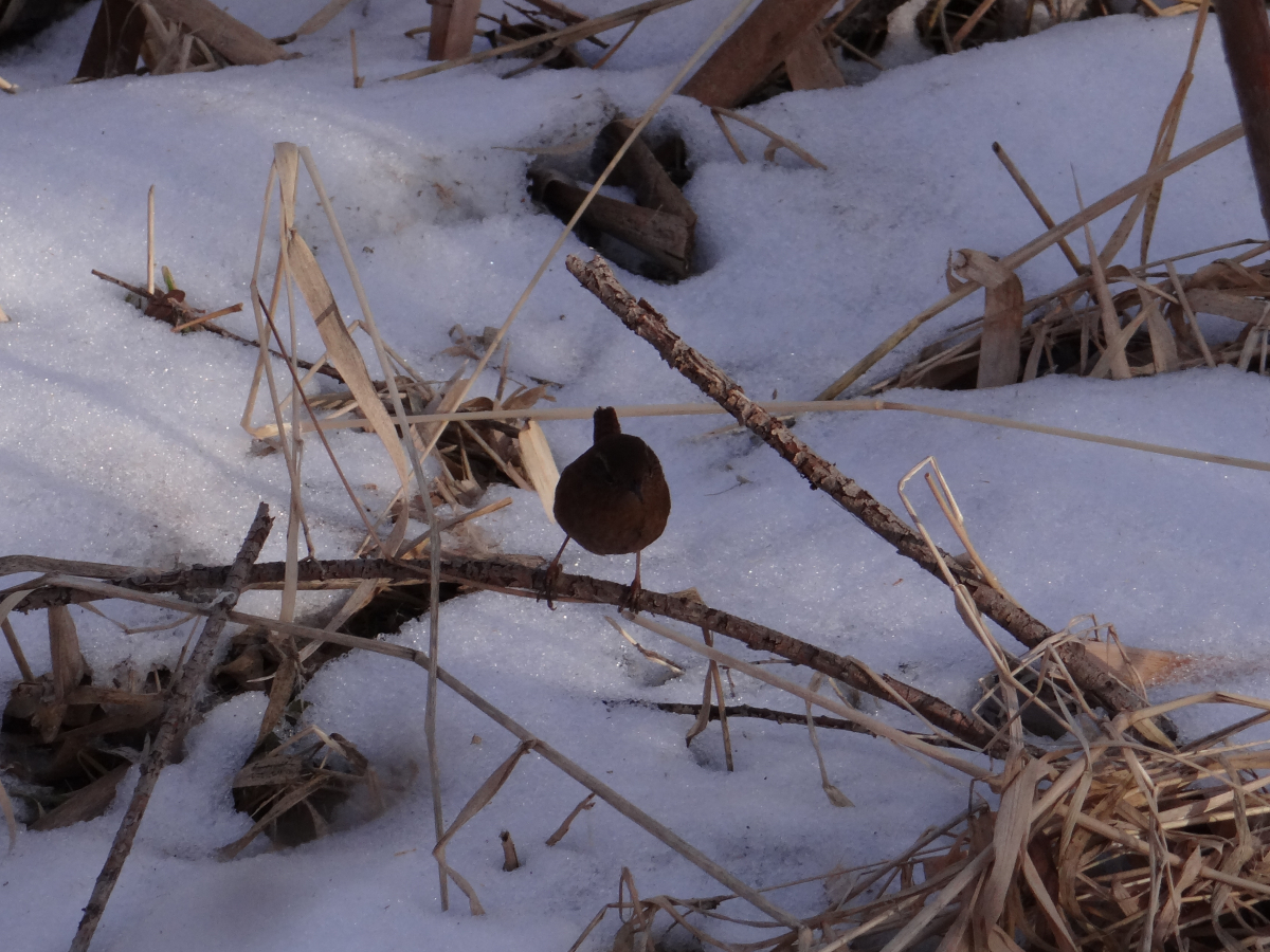 Pacific Wren