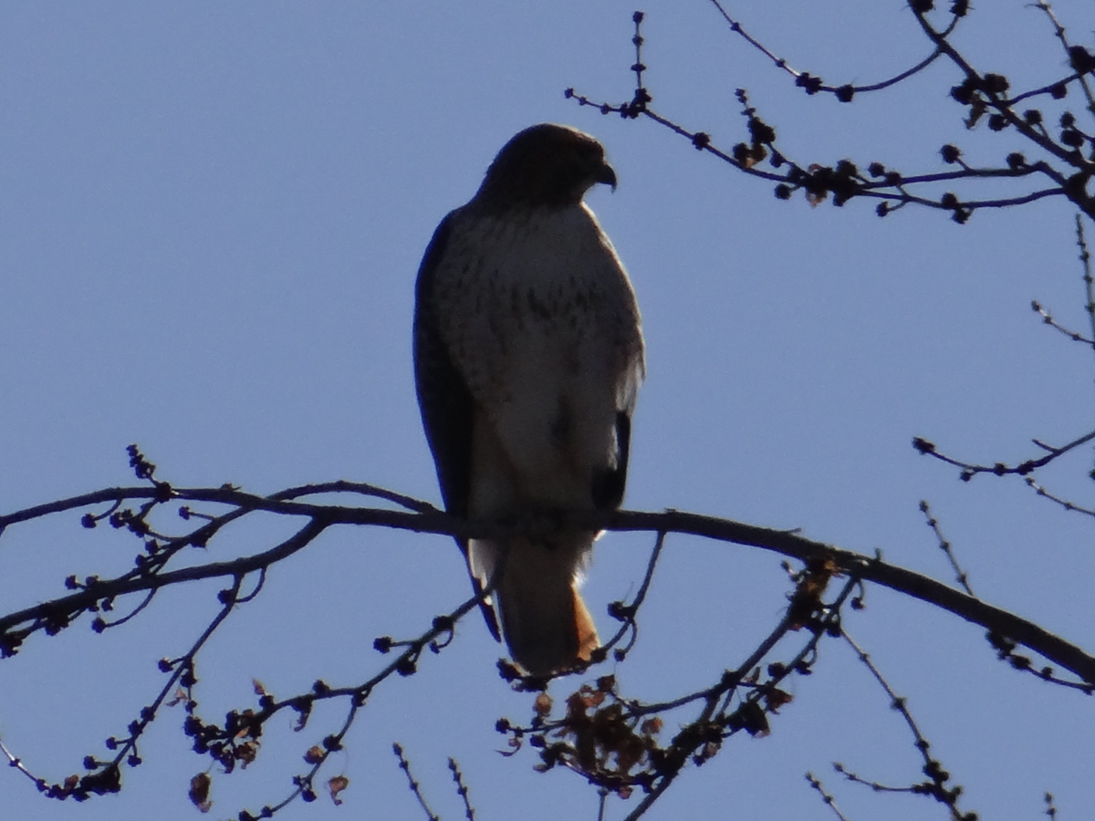 Red-tailed Hawk