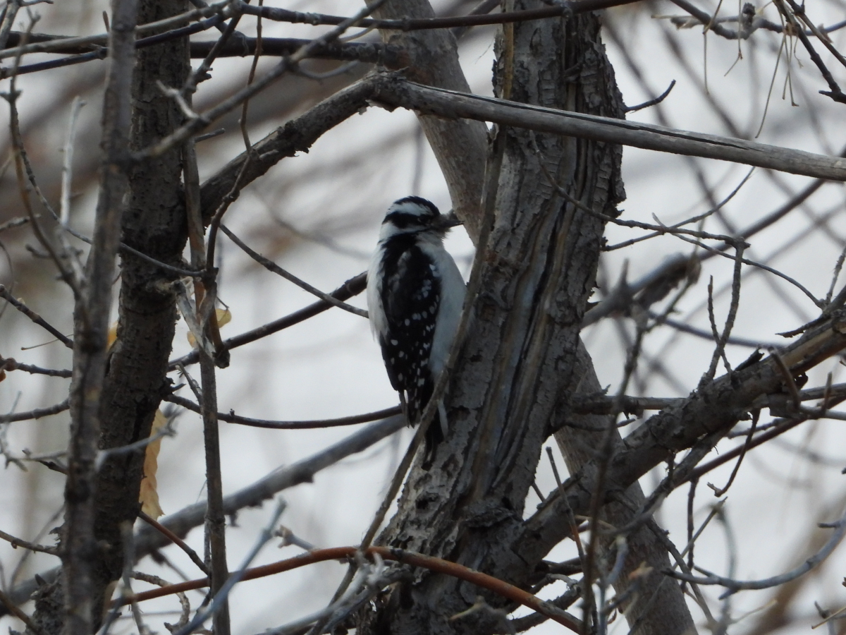 Downy Woodpecker 