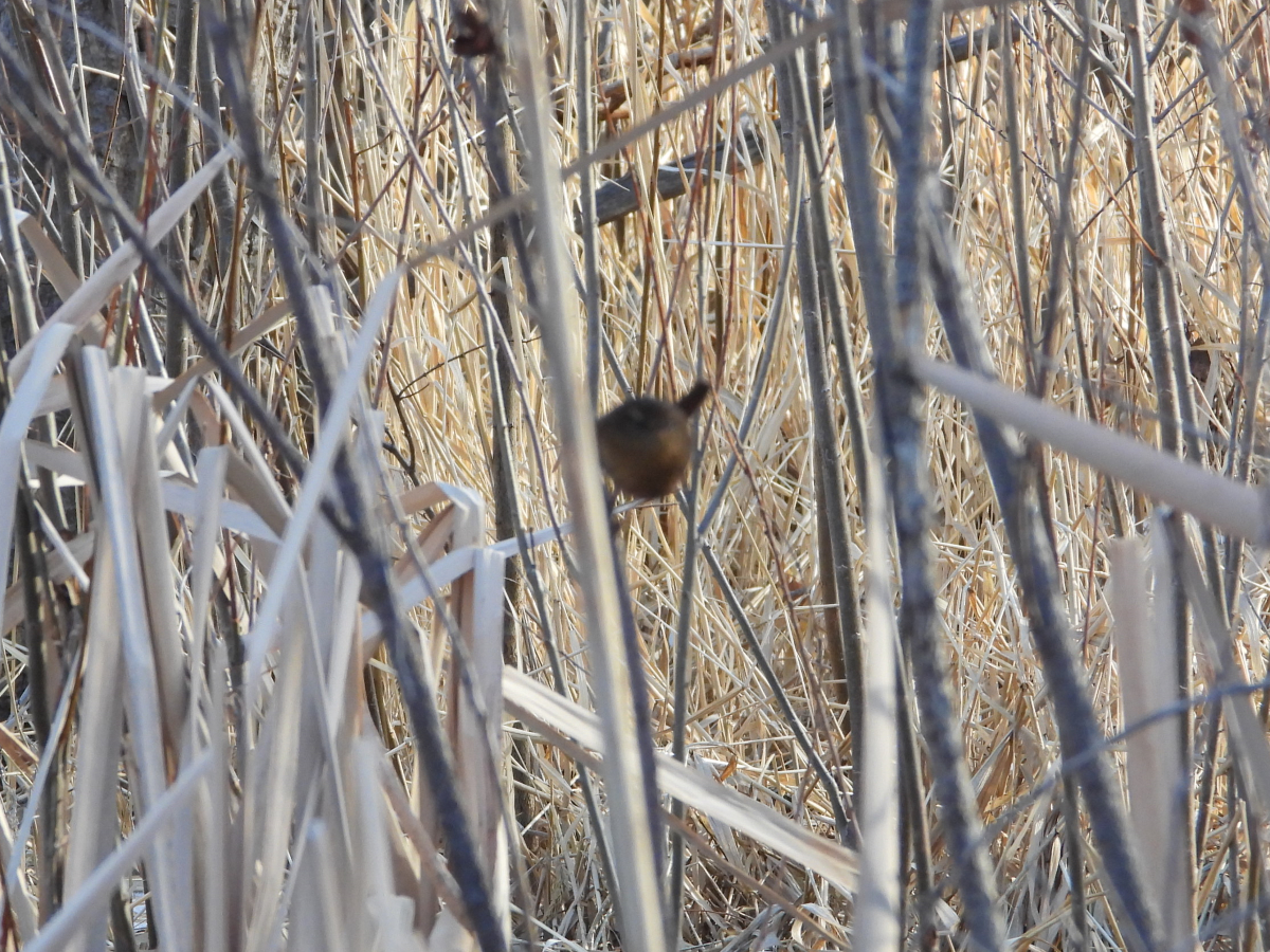 Pacific Wren