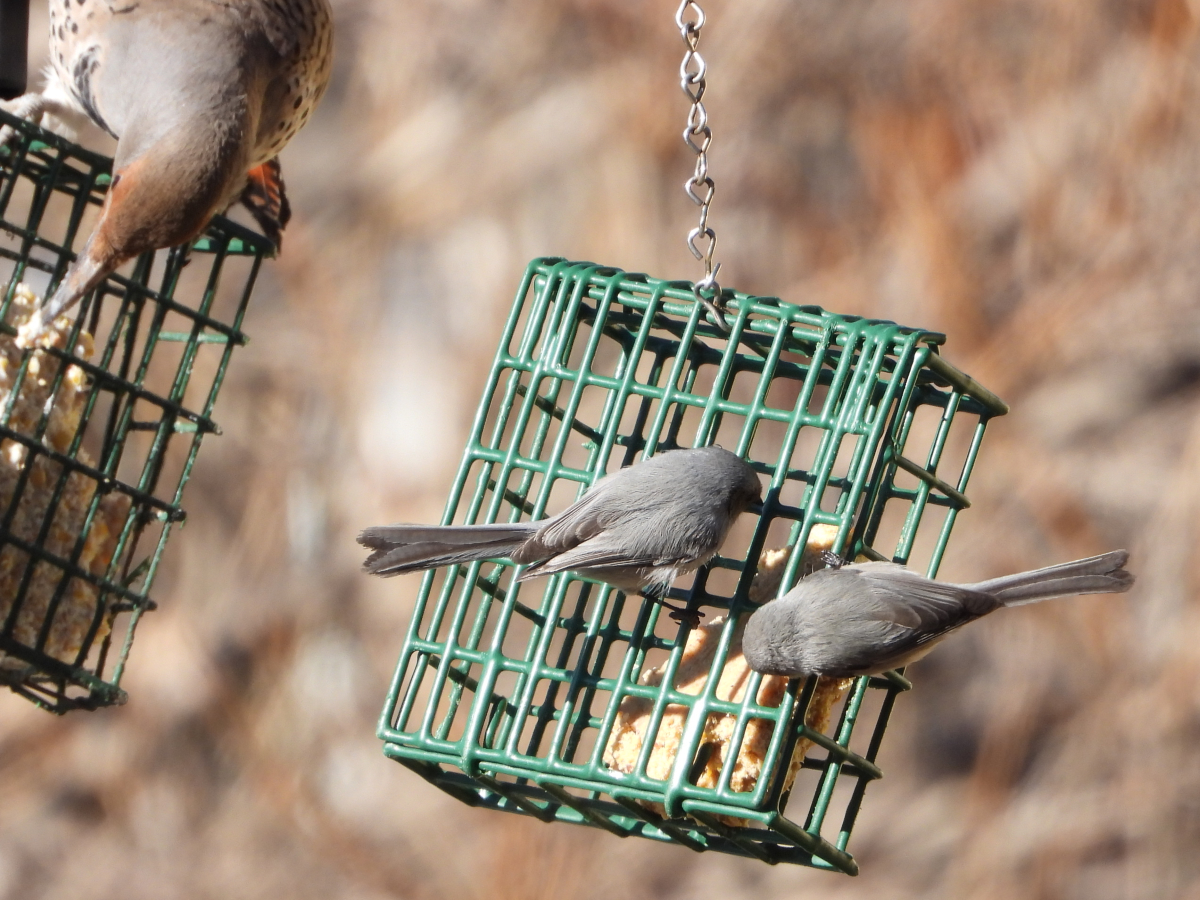 Bushtits