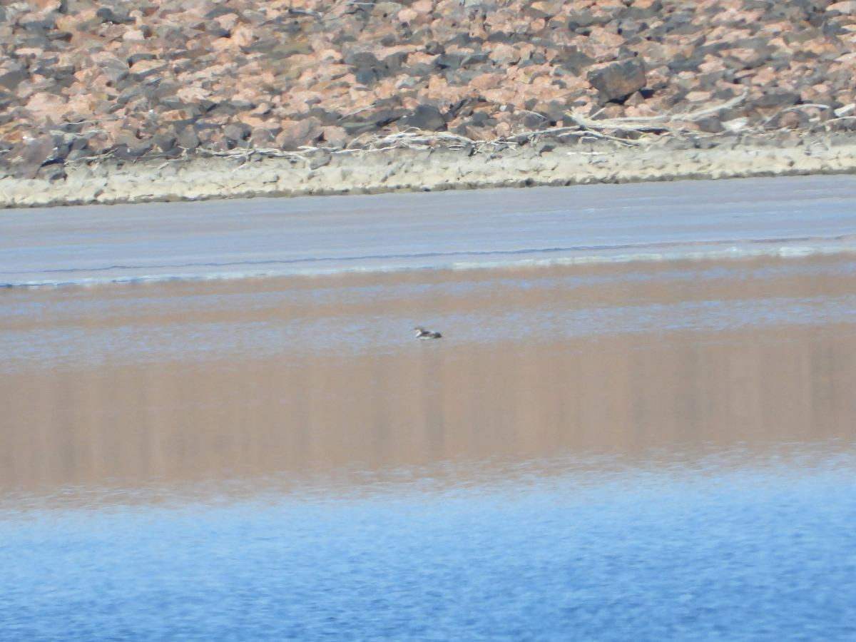 Pacific Loon