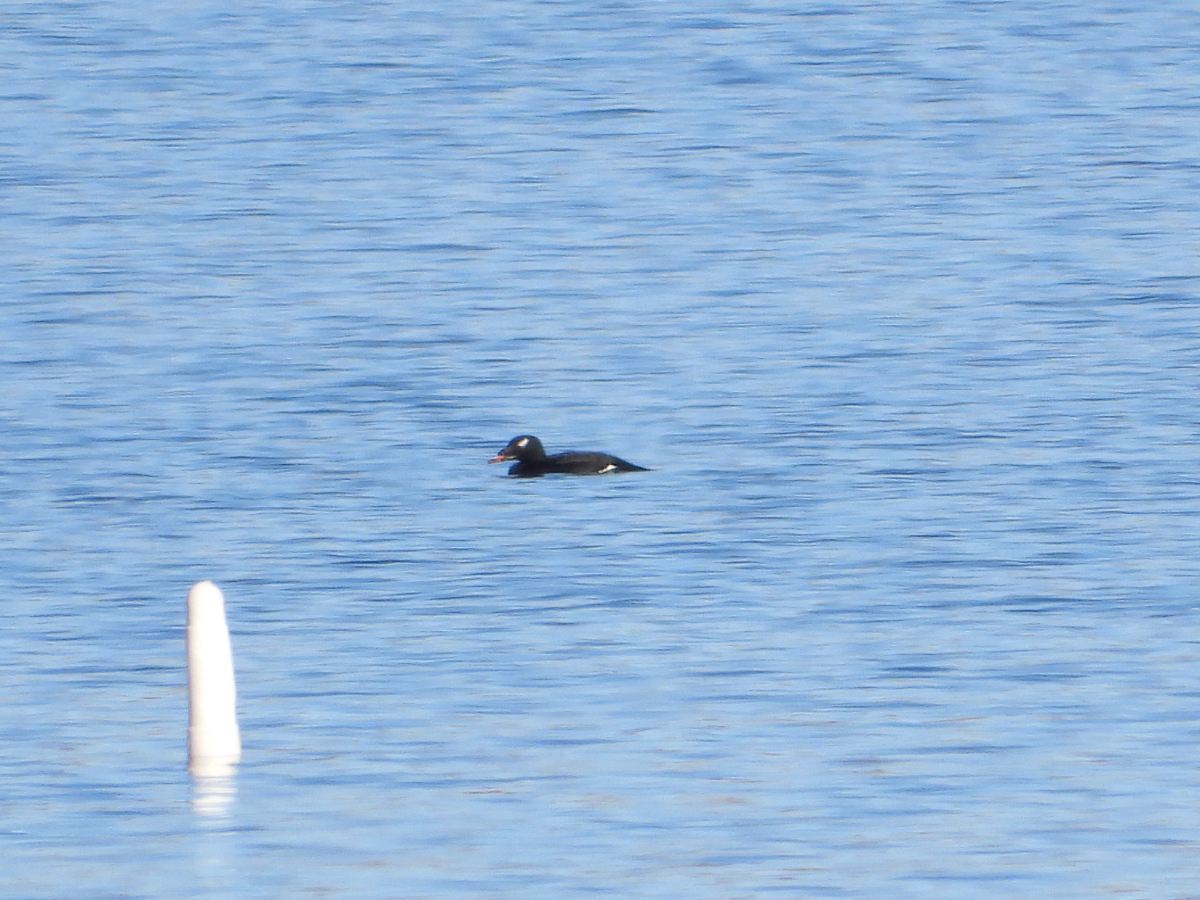 White-winged Scoter