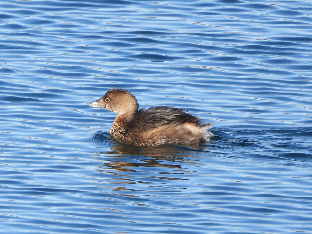 Pied-billed Grebe.