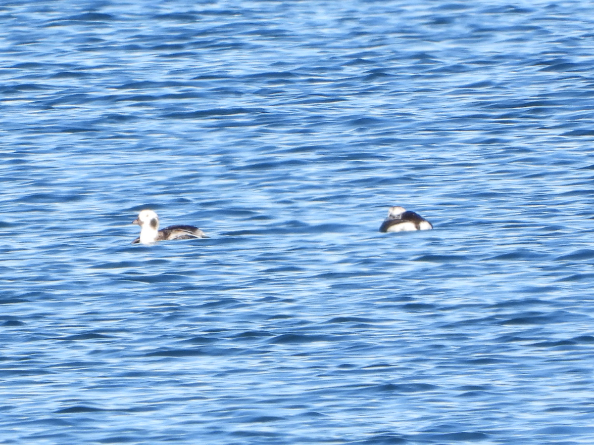 Long-tailed Ducks