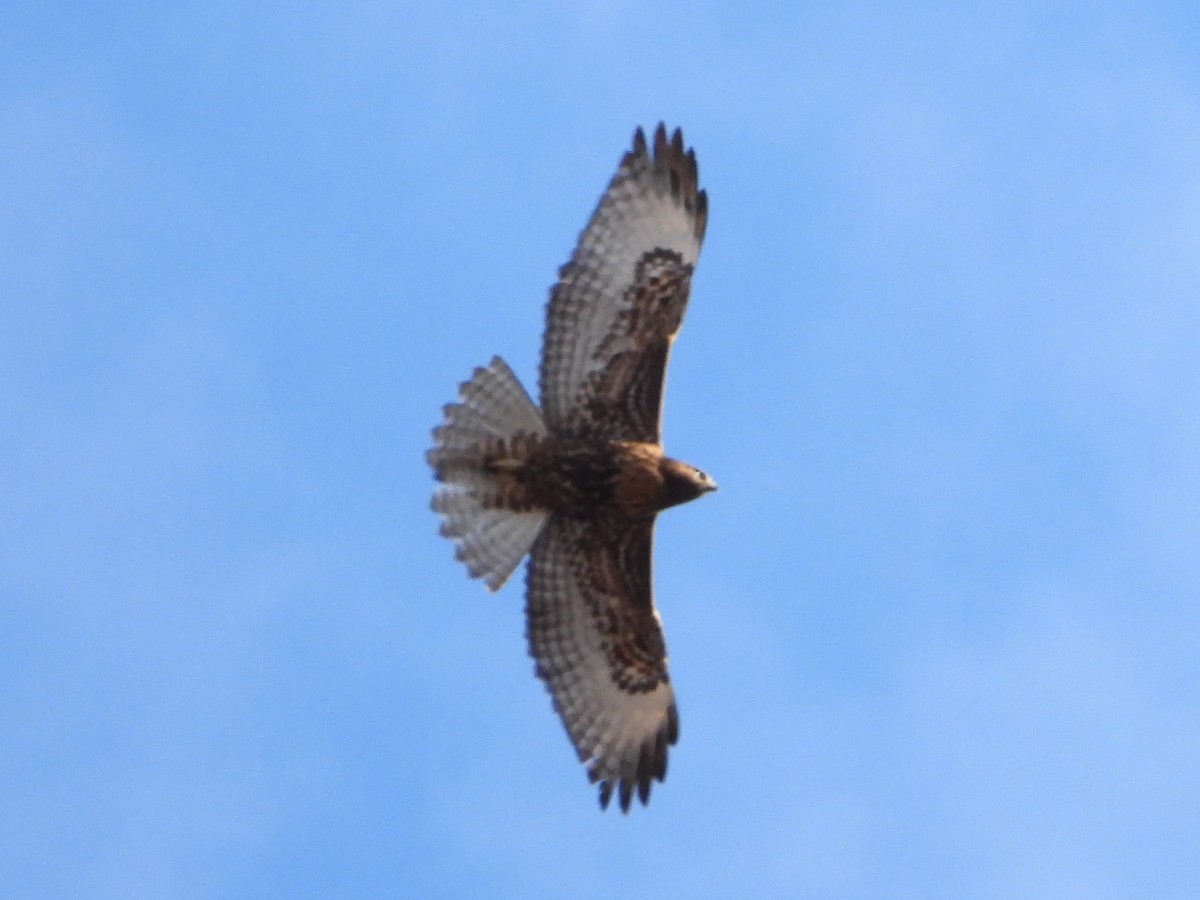 Dark Morph Red-tailed Hawk