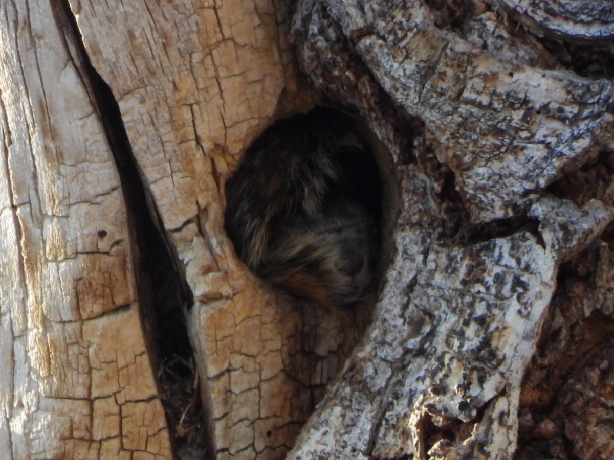 Fox Squirrel 