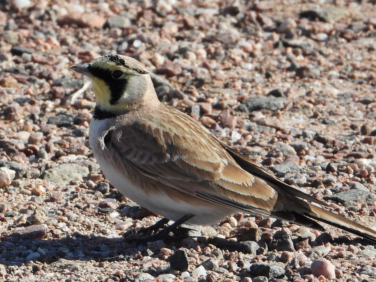 Horned Lark 