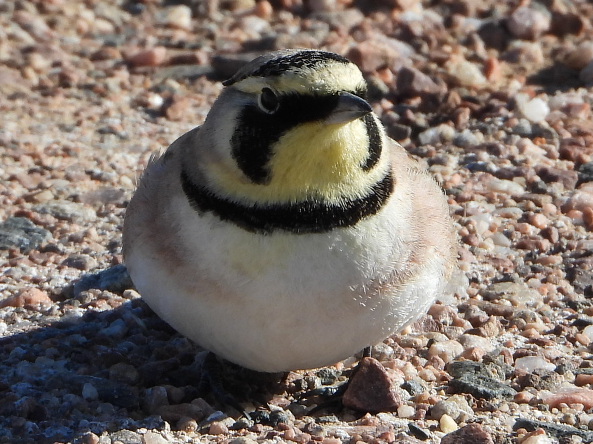 Horned Lark 