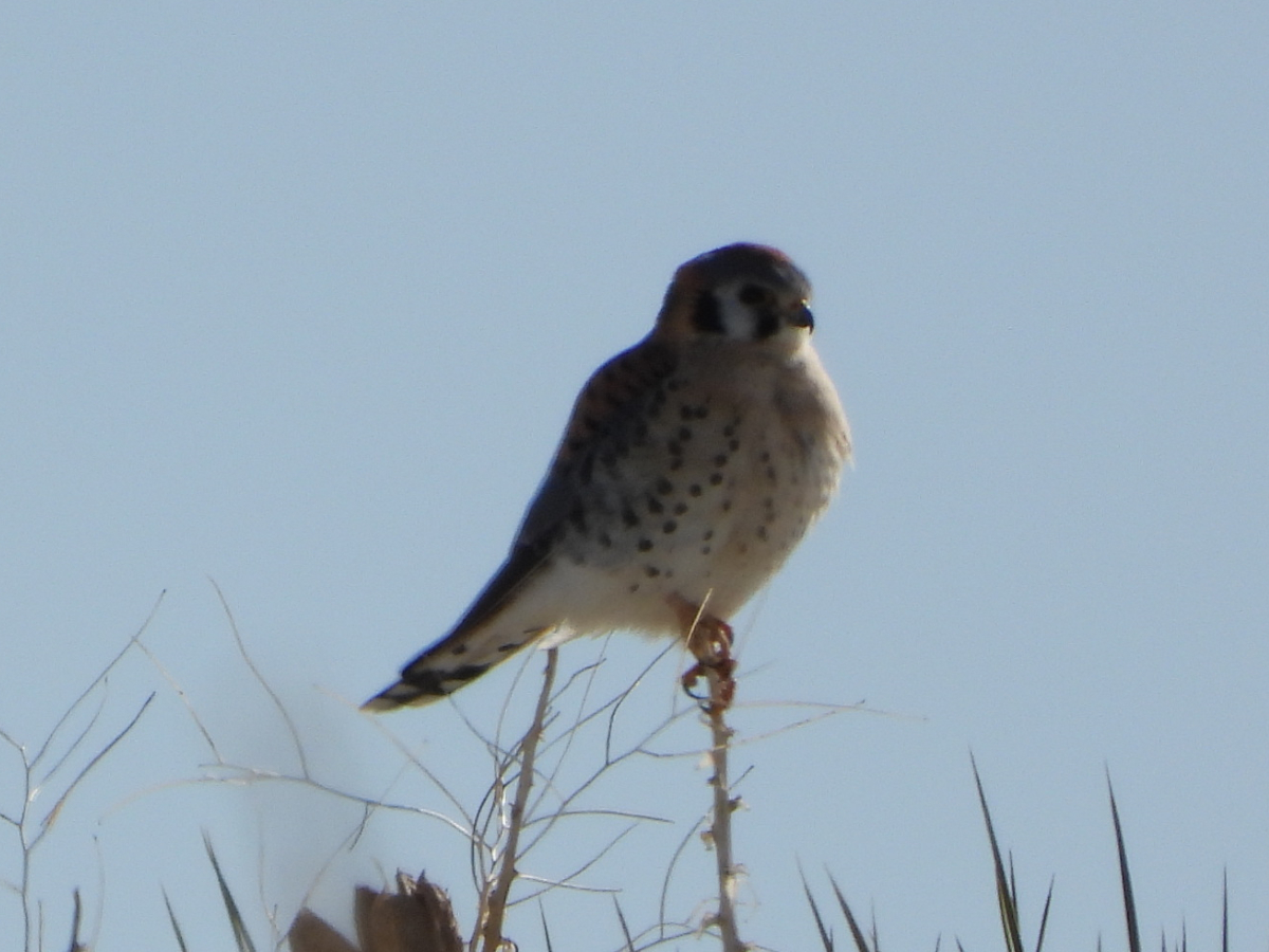 American Kestrel