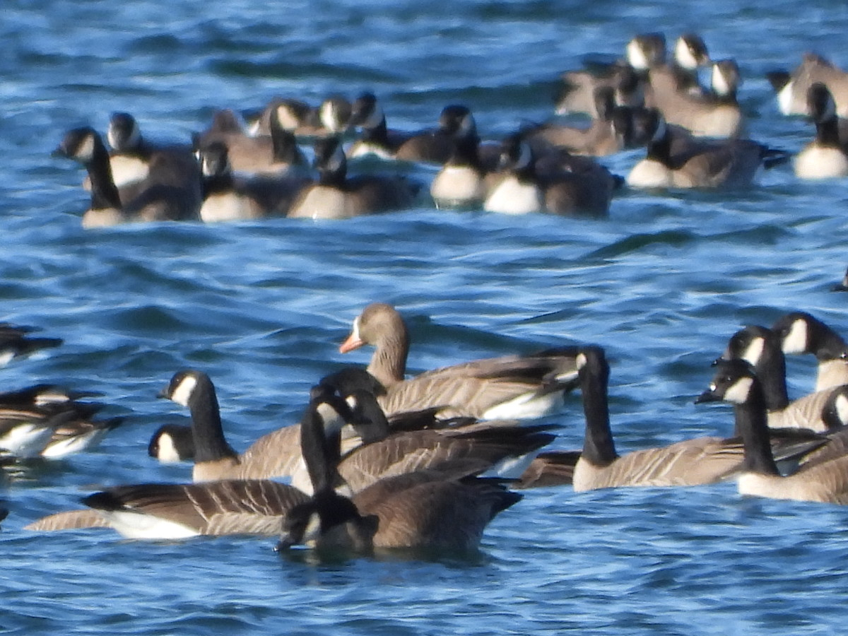 Greater White-fronted Goose