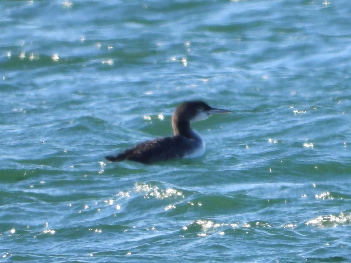 Common Loon