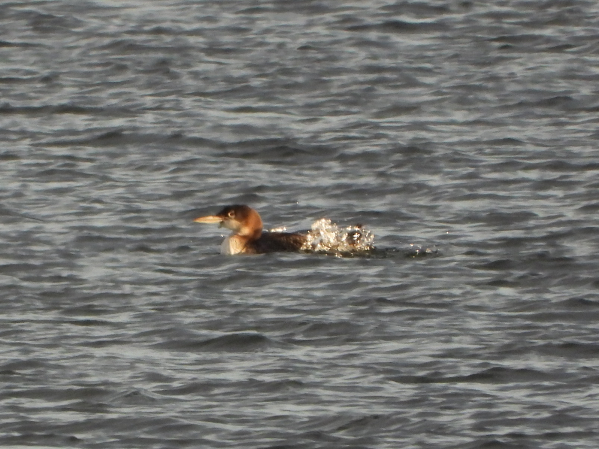 Common Loon