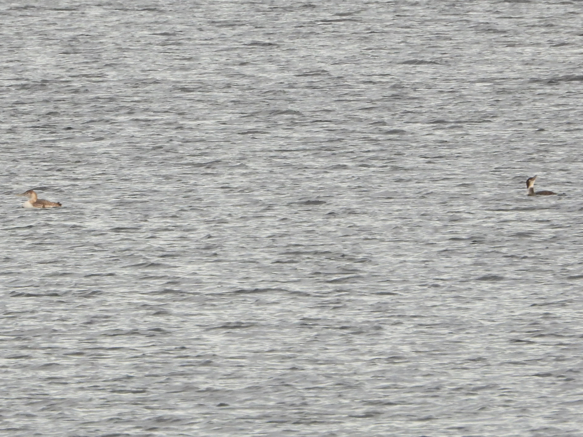 Yellow-billed Loon and Common Loon
