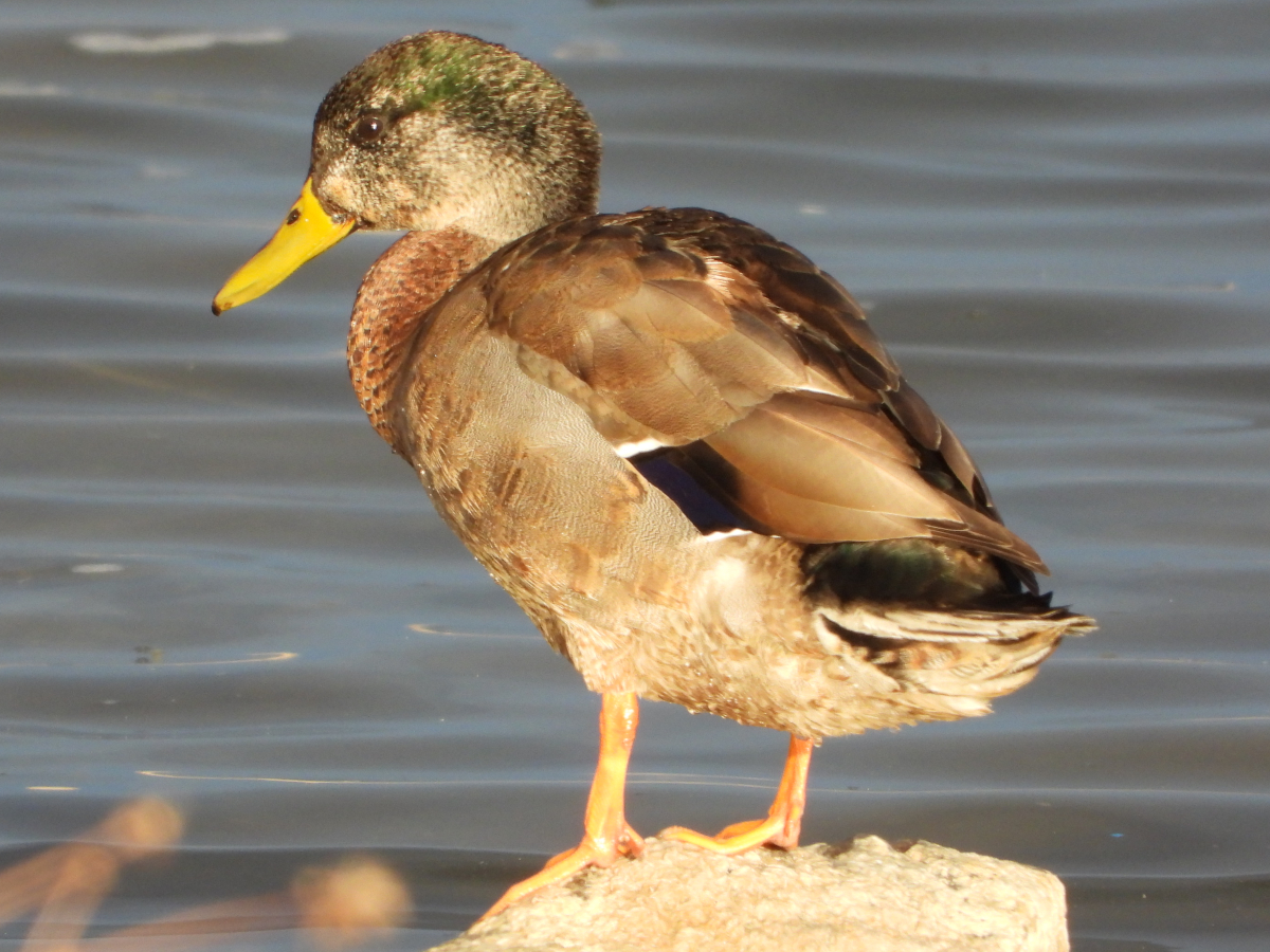 Mallard