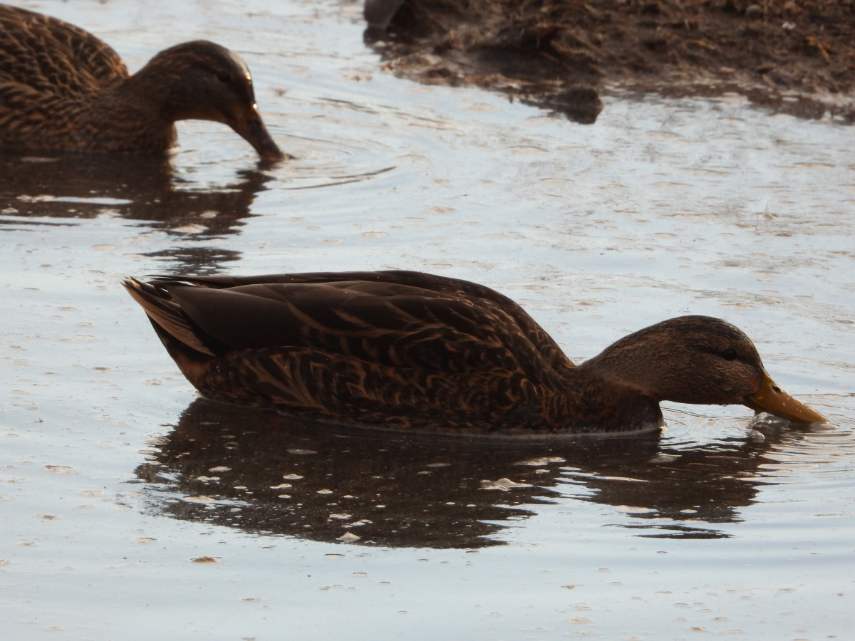 Mexican Duck