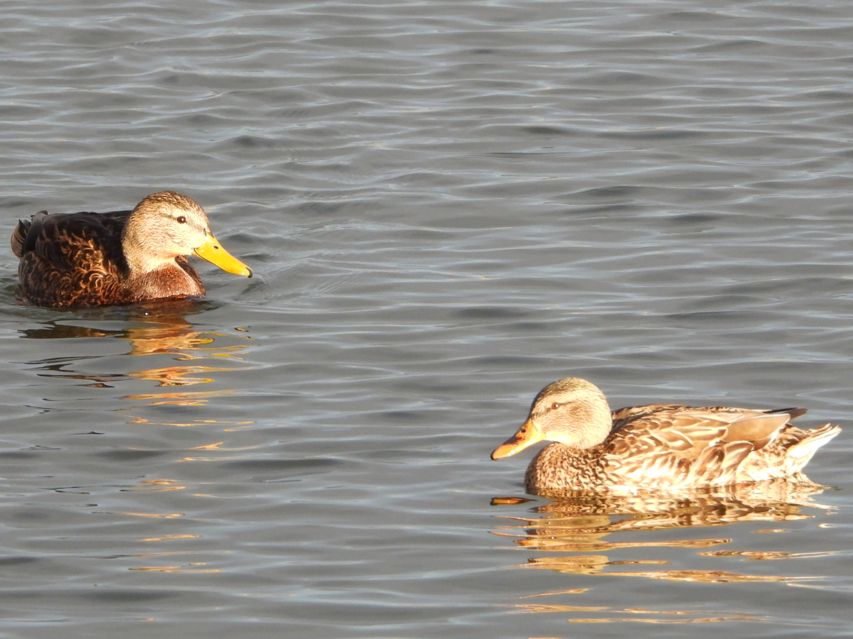 Mexican Duck