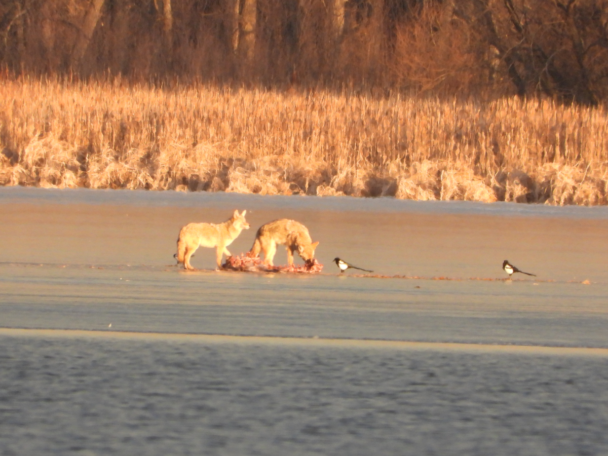 coyotes