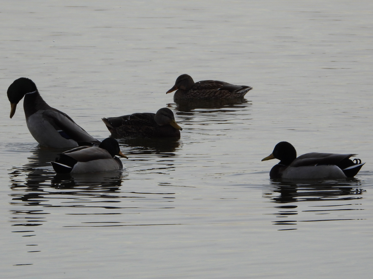 Mexican Duck and Mallard