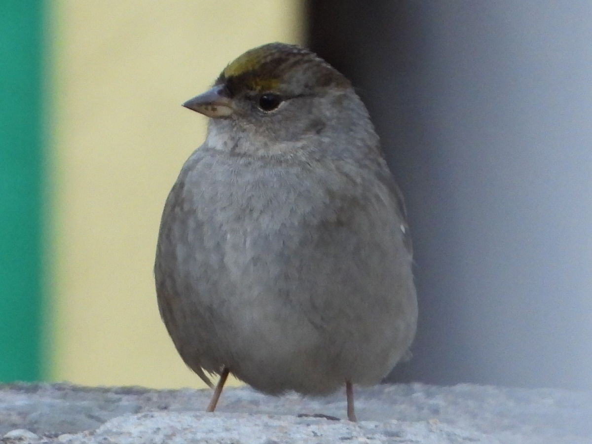 Golden-crowned Sparrow