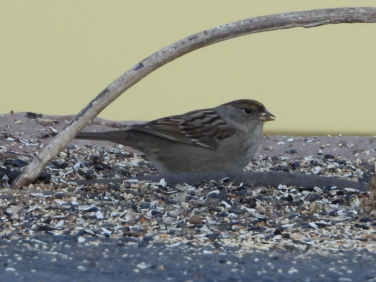 Golden-crowned Sparrow