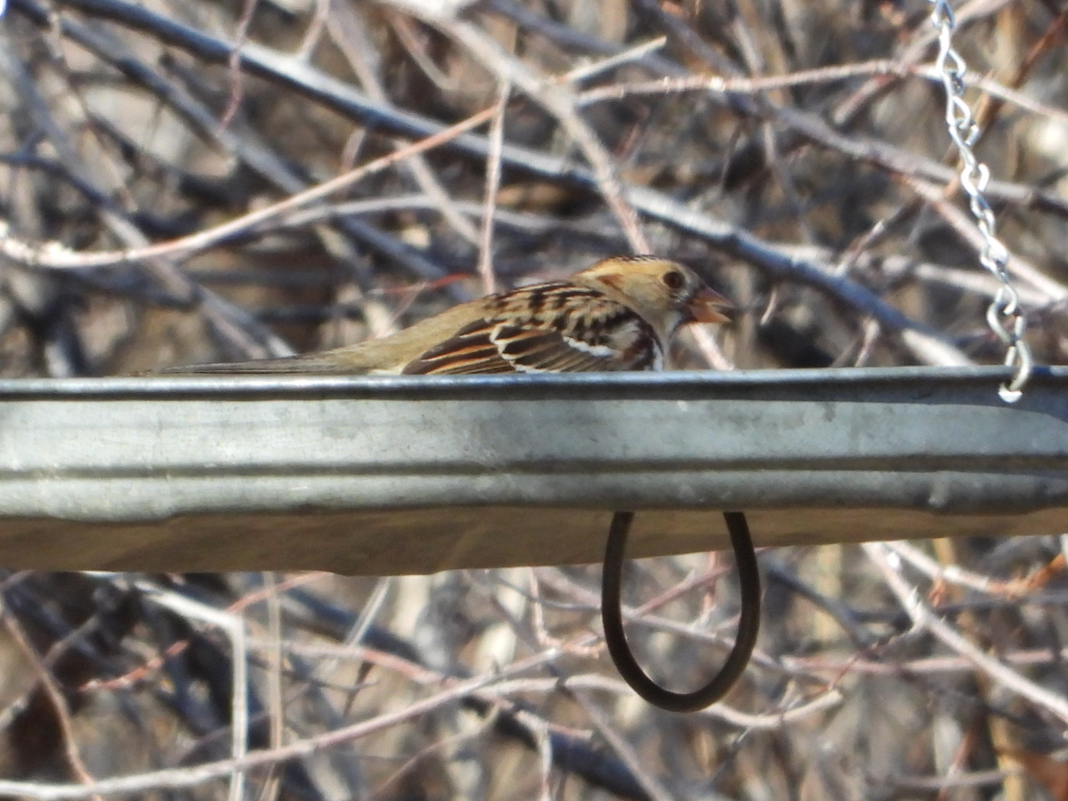 Harris's Sparrow