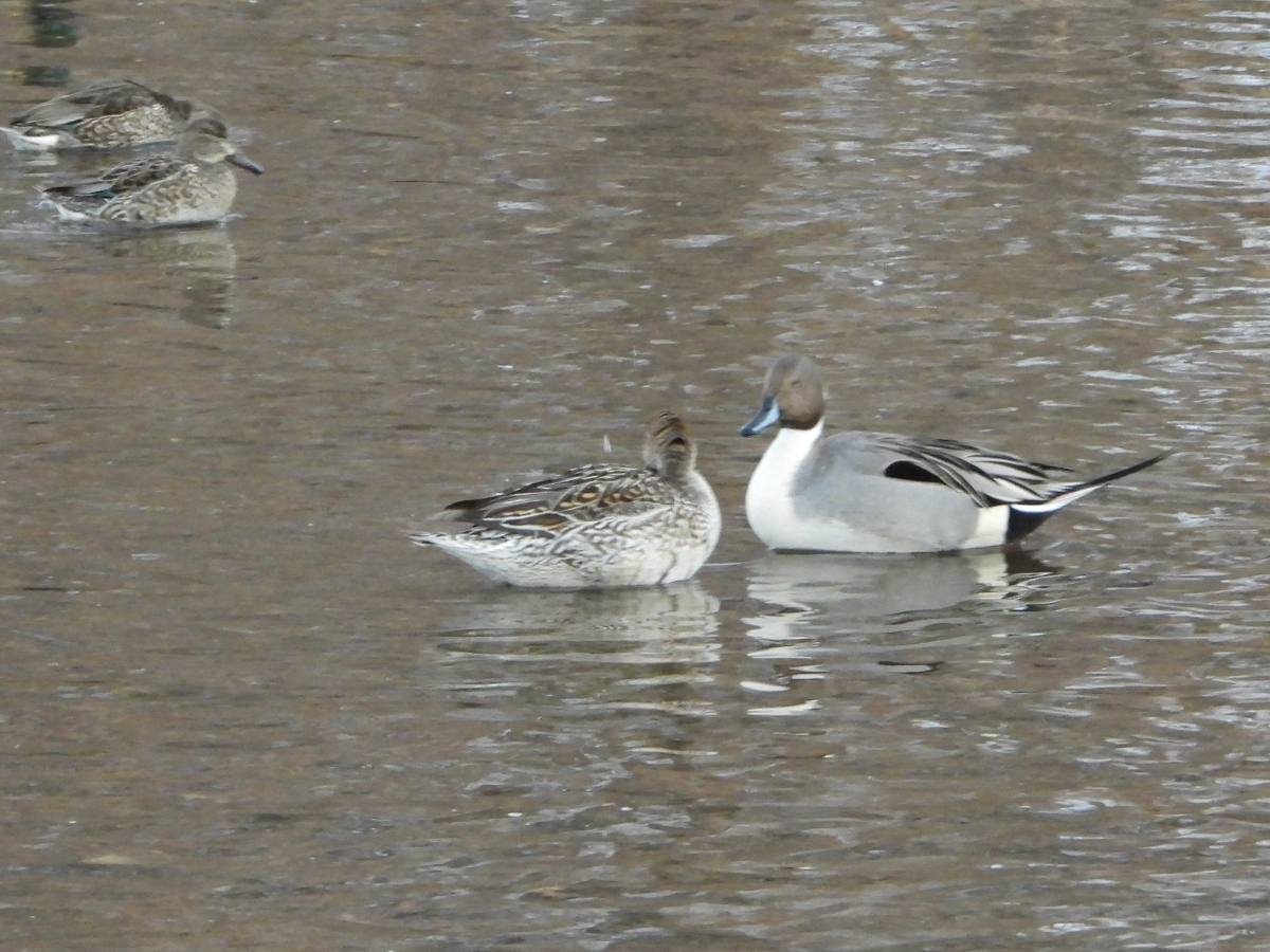 Northern Pintail