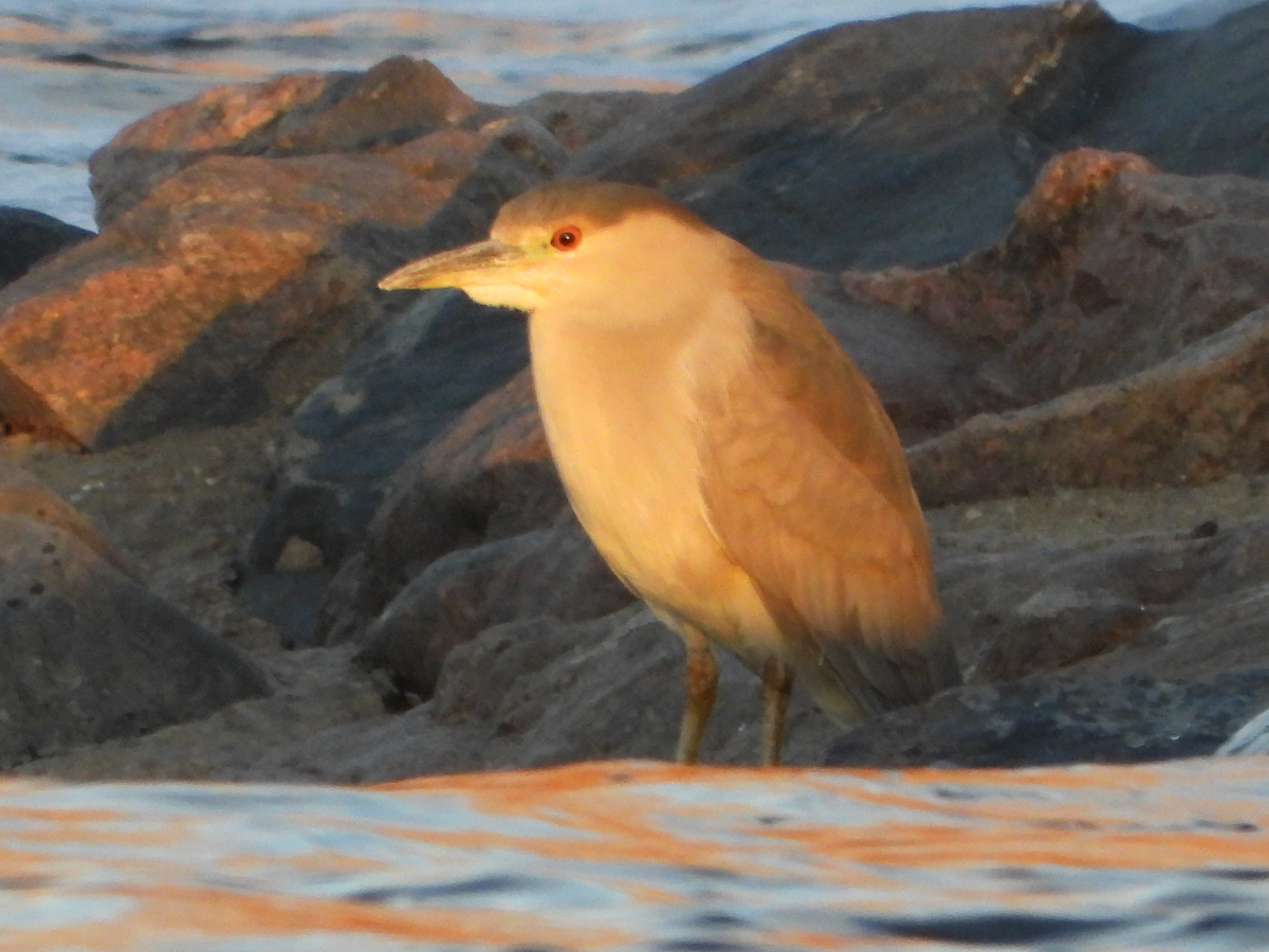 Black-crowned Night-heron