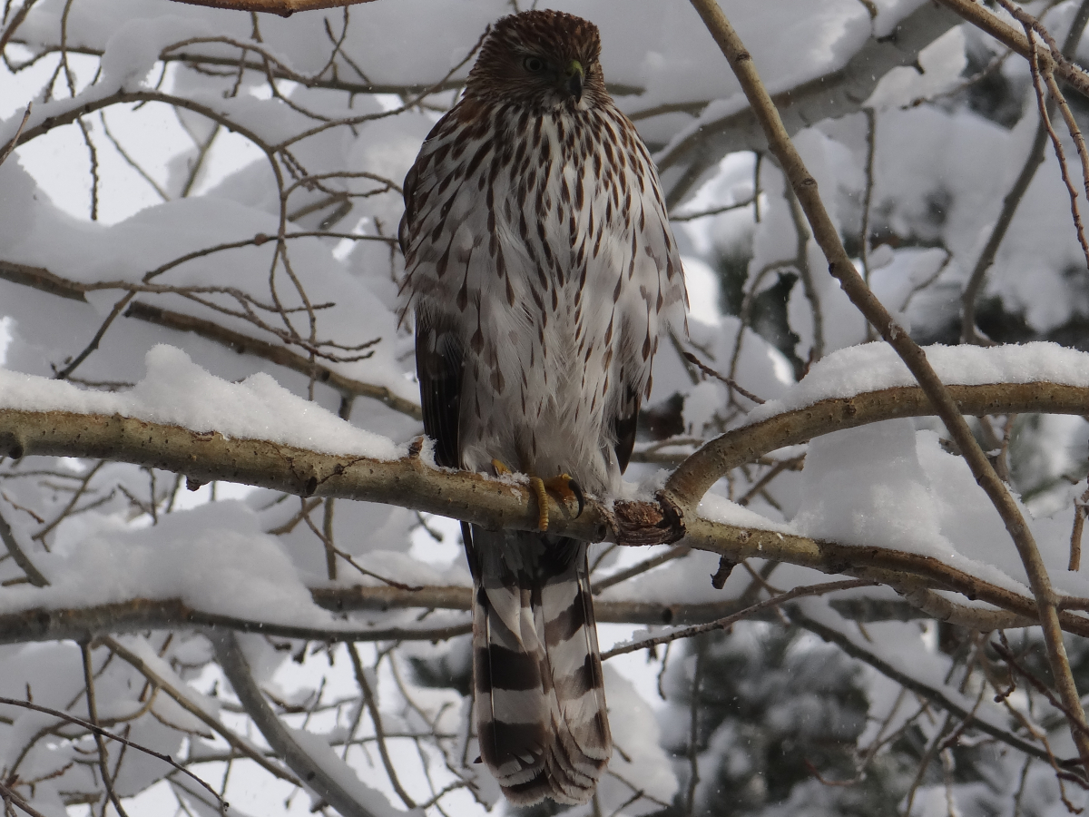 Cooper's Hawk