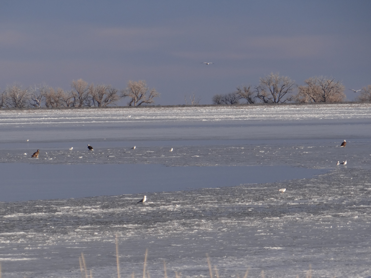 Gulls and Eagles