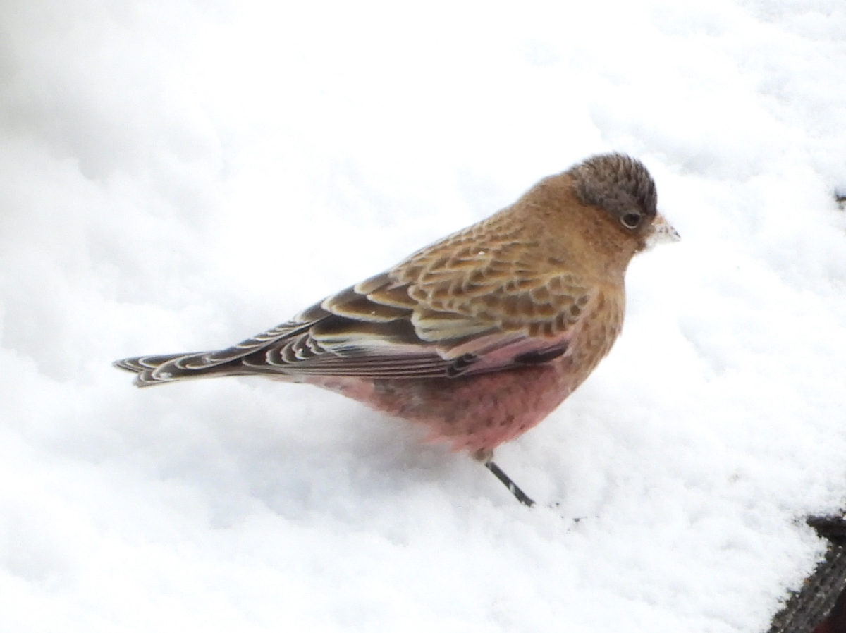 Brown-capped Rosy-Finch