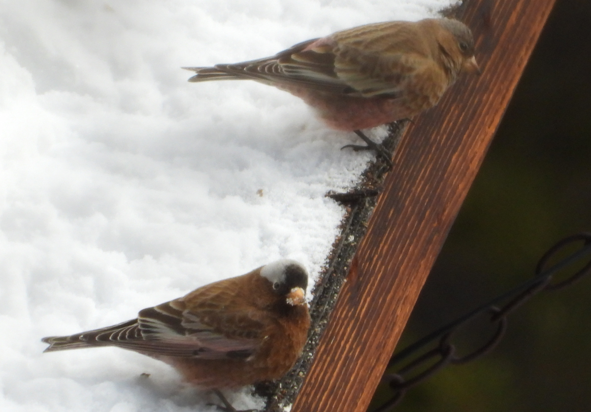  Brown-capped Rosy-Finch and Gray-crowned Rosy-Finch