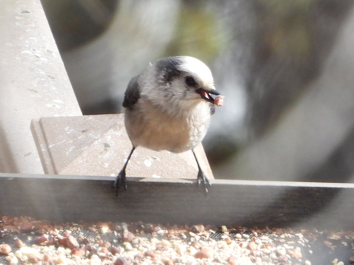 Canada Jay 