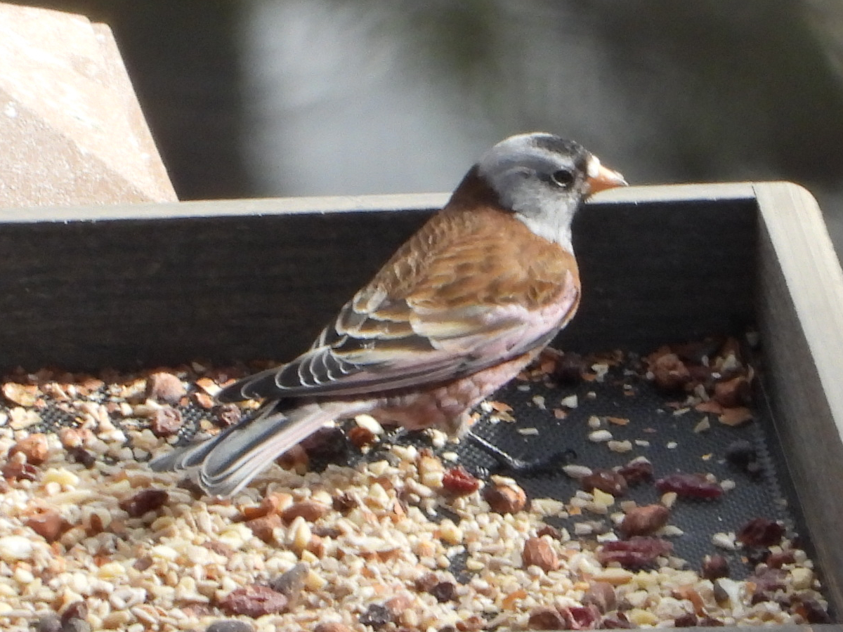 Hepburn's subspecies of Gray-crowned Rosy-Finch