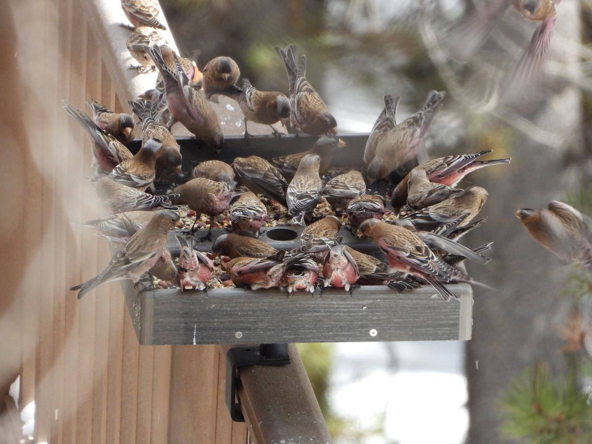 Rosy-Finches