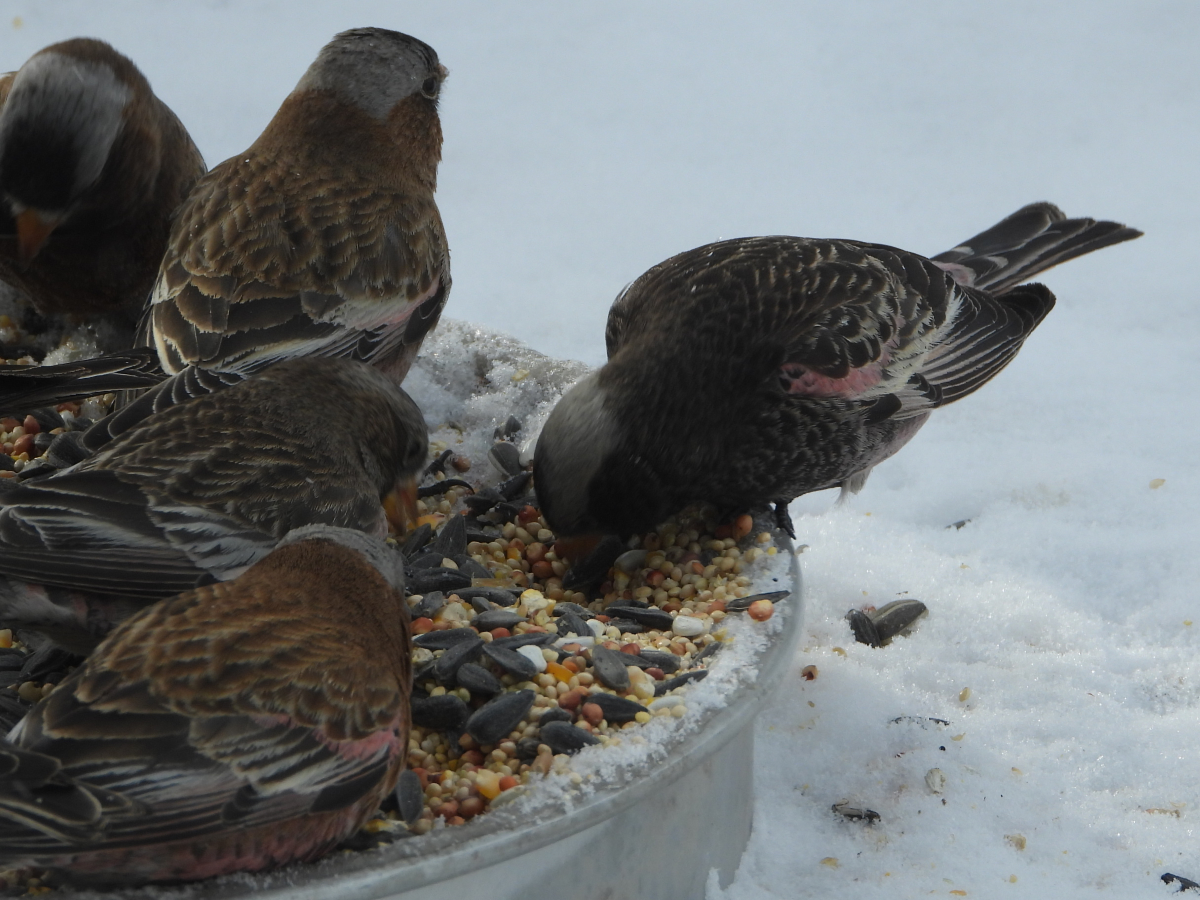 Rosy-Finches