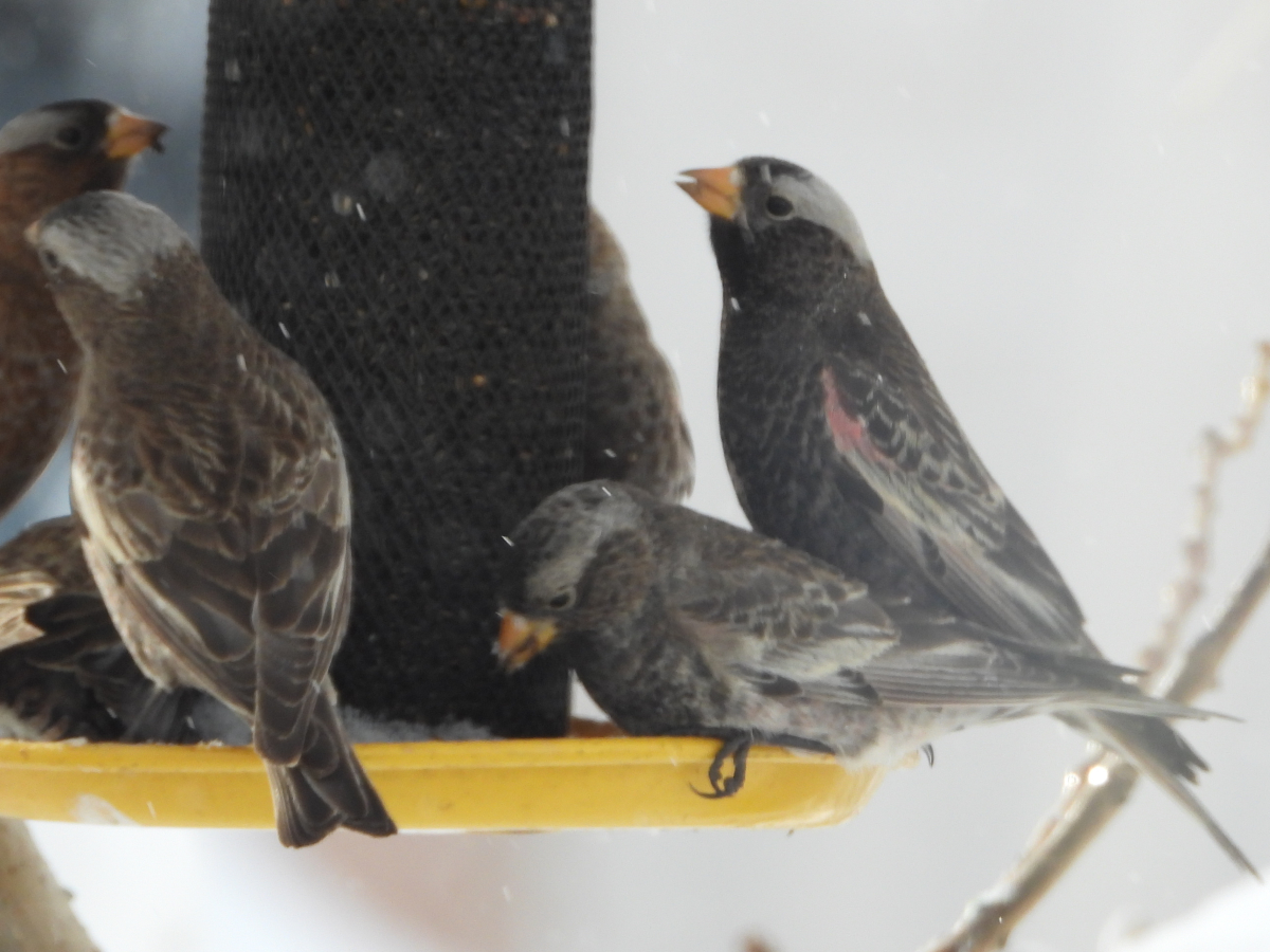 Black Rosy-Finch