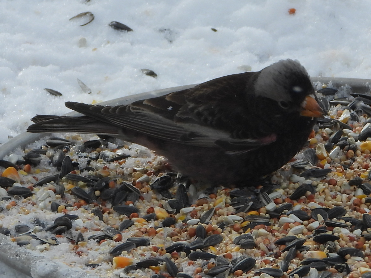 Black Rosy-Finch