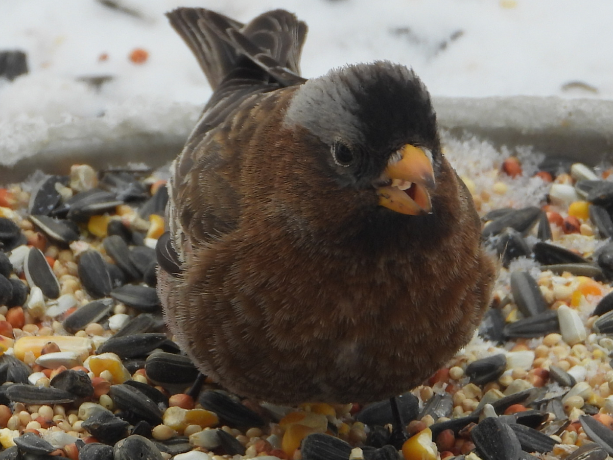 Gray-crowned Rosy-Finch