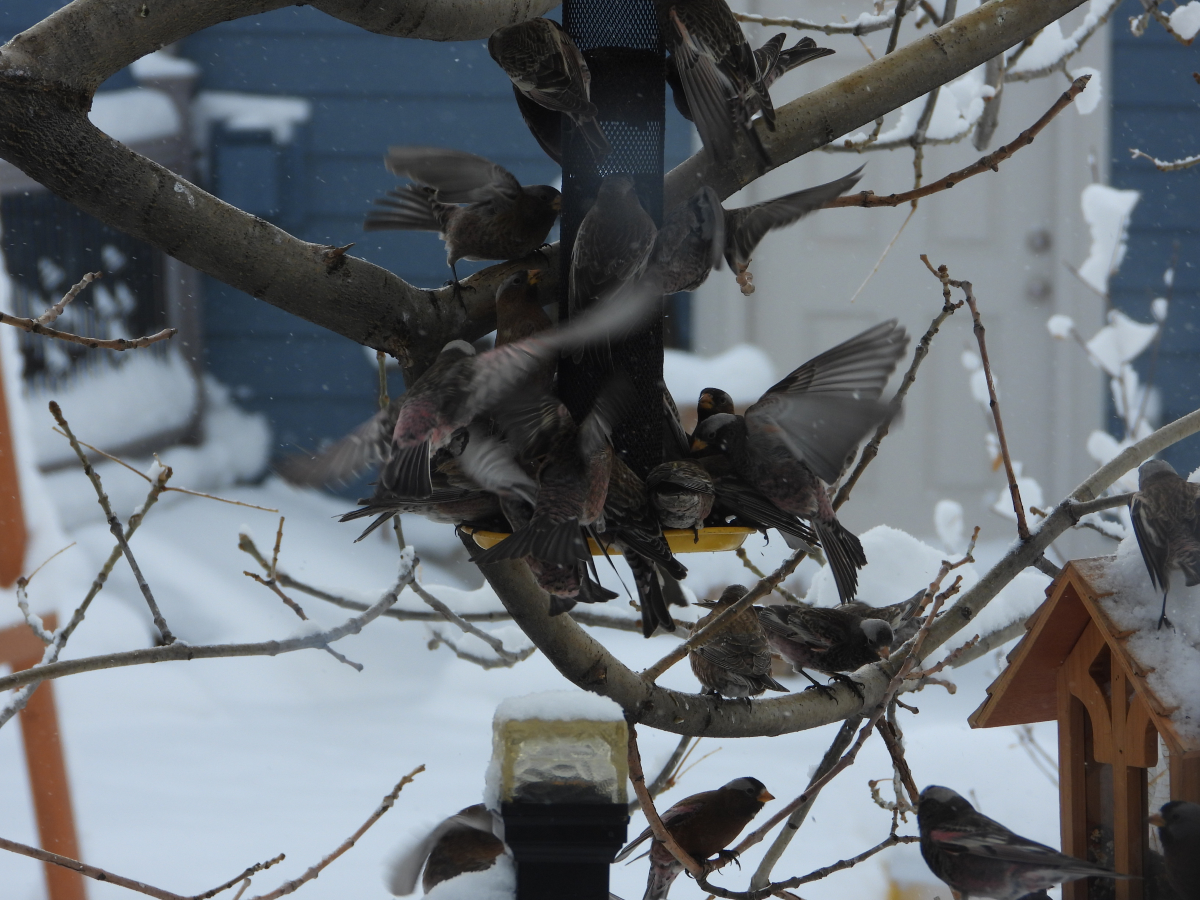 Rosy-Finches